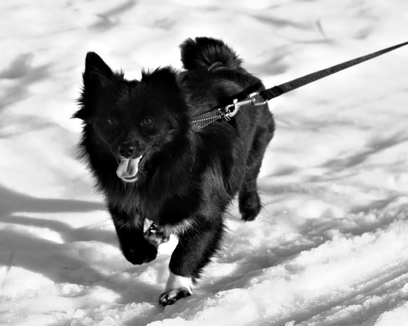 Aarre running. 1/640s ISO100 shot with Minolta MC Rokkor 1:1.7 55mm Aarre running, picture taken by myself